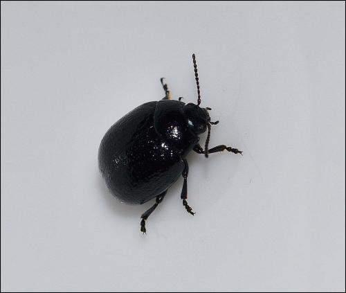 Chrysolina haemoptera