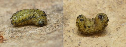 Gonipterus scutellatus