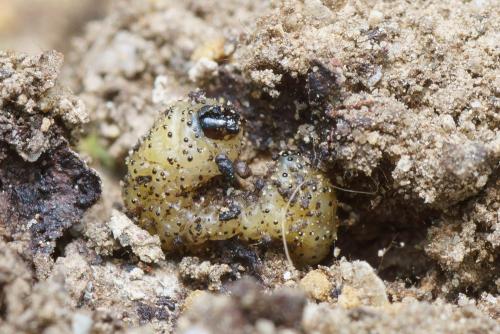 Gonipterus scutellatus