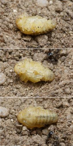 Gonipterus scutellatus