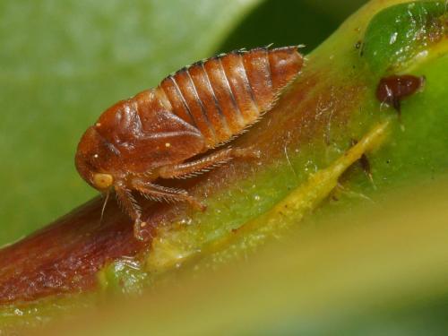 Macropsis sp.