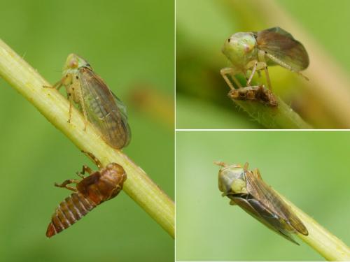 Macropsis sp.