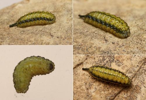 Gonipterus scutellatus