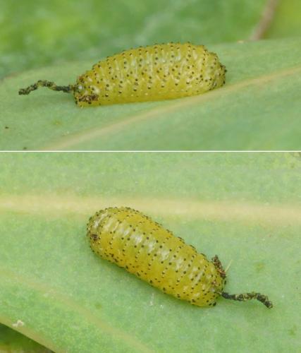 Réf. 122 139 : Gonipterus scutellatus