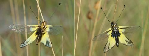 Libelloides latinus