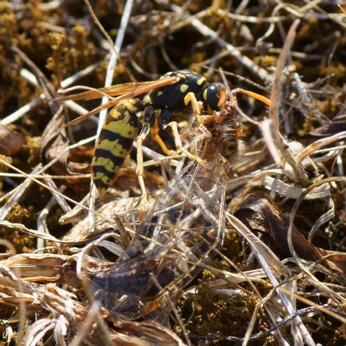 Polistes dominula