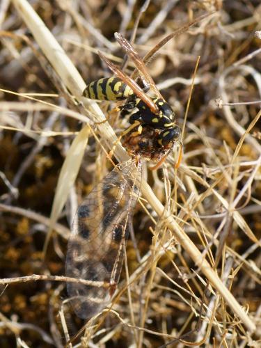Polistes dominula