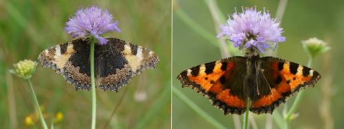 Aglais urticae