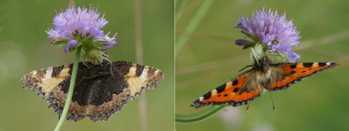 Réf. 122 526 : Aglais urticae