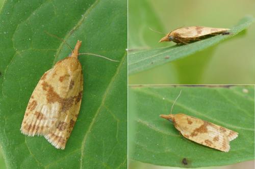 Réf. 122 531 : Sparganothis pilleriana