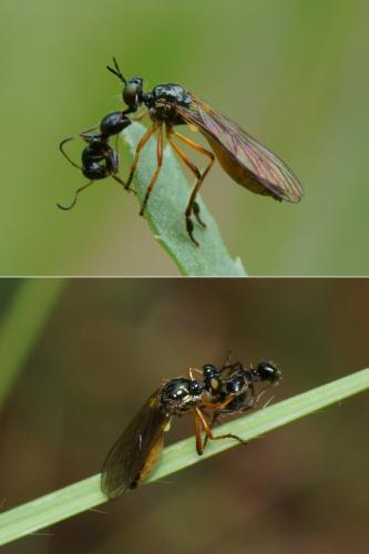 Dioctria bicincta