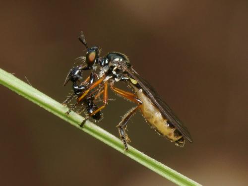 Dioctria bicincta