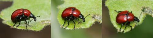 Attelabus nitens