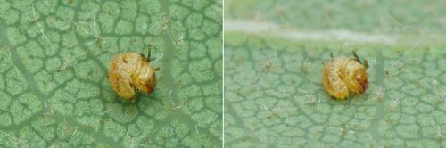 Attelabus nitens