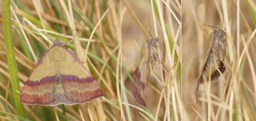 Phytometra viridaria