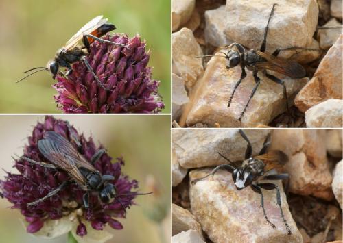 Réf. 122 536 : Chilosphex argyrius