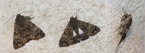 Réf. 122 780 : Catephia alchymista
