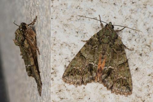 Réf. 122 781 : Polyphaenis sericata