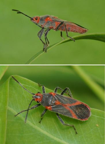 Réf. 122 835 : Caenocoris nerii
