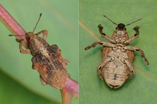 Gonipterus scutellatus
