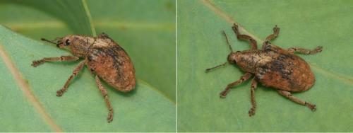 Gonipterus scutellatus