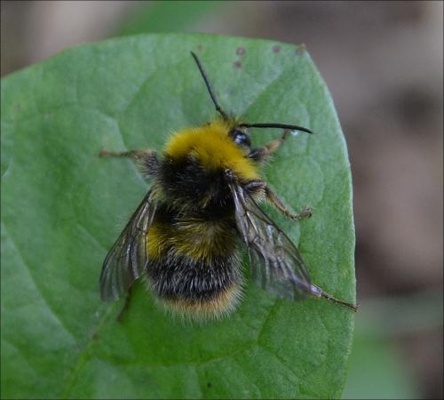 Réf. 122 847 : Bombus pratorum