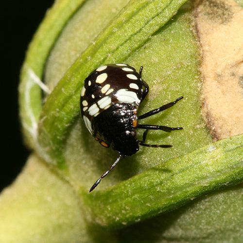 Nezara viridula