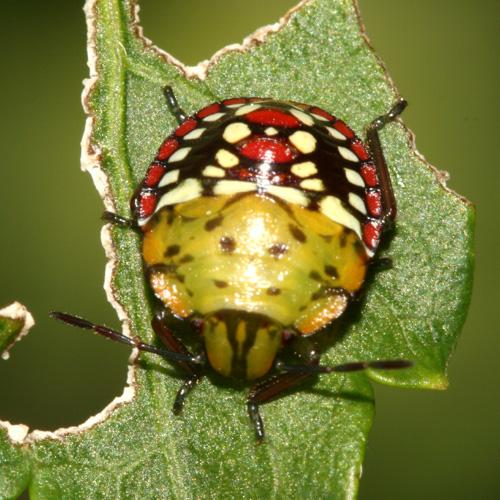 Nezara viridula