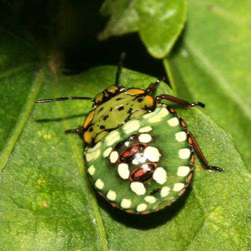 Nezara viridula