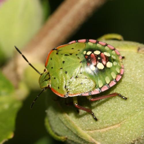 Nezara viridula
