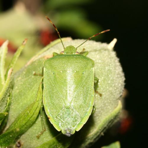 Nezara viridula