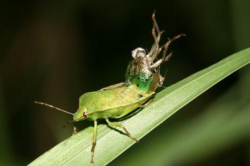 Réf. 122 519 : Nezara viridula