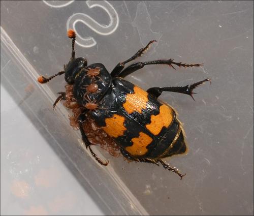 Réf. 122 054 : Nicrophorus interruptus