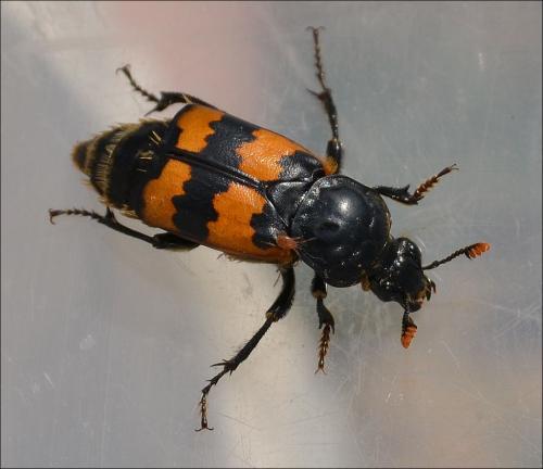 Nicrophorus vespillo