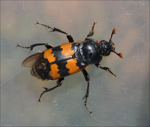 Nicrophorus vespillo