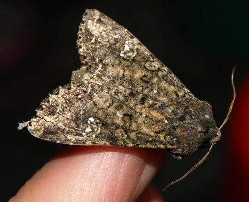 Mamestra brassicae