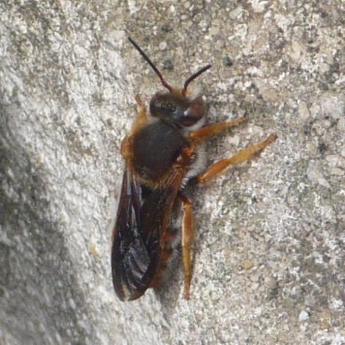 Réf. 122 502 : Rhodanthidium sp.