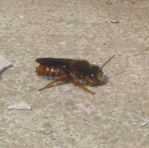 Réf. 122 503 : Rhodanthidium sp.
