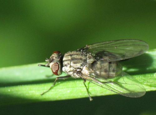 Stomoxys calcitrans
