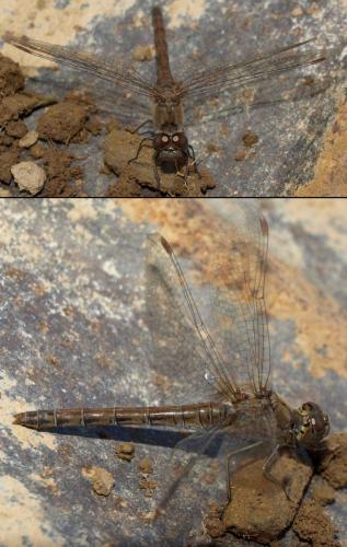 Sympetrum striolatum