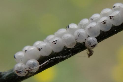 Palomena prasina