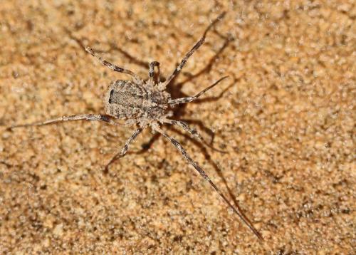 Odiellus spinosus