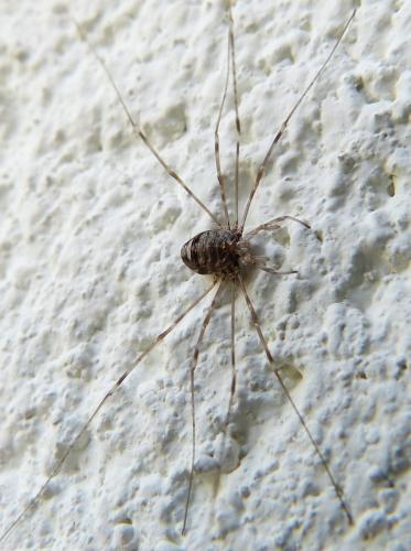 Dicranopalpus ramosus
