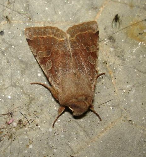 Réf. 122 875 : Orthosia incerta