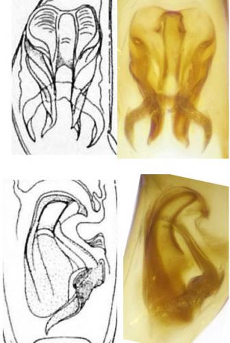 Réf. 122 467 : Orthoperus nigrescens
