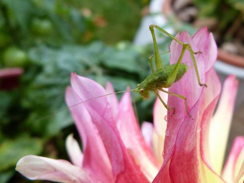 Phaneroptera sp.