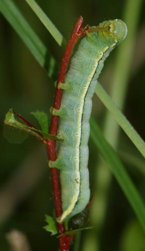 Réf. 122 698 : Orthosia incerta