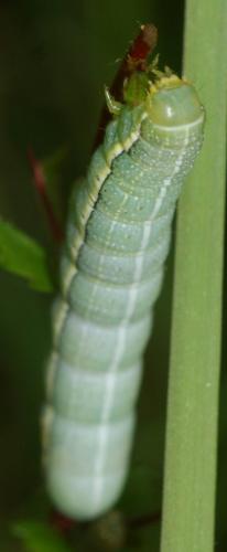Réf. 122 699 : Orthosia incerta
