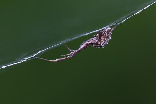 Uloborus walckenaerius
