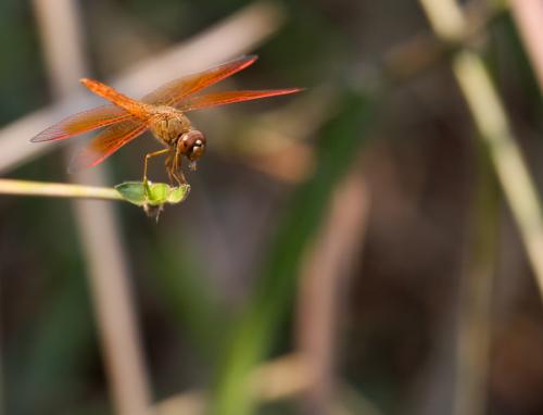 Brachythemis contaminata